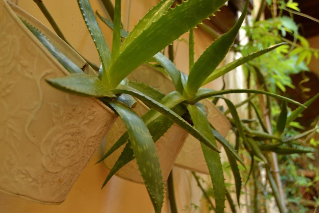 Casa Pucci Hotel Firenze Kültér fotó